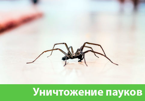 Избавиться от пауков в городе Владикавказ