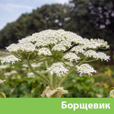 Уничтожение сорняка в Владикавказе