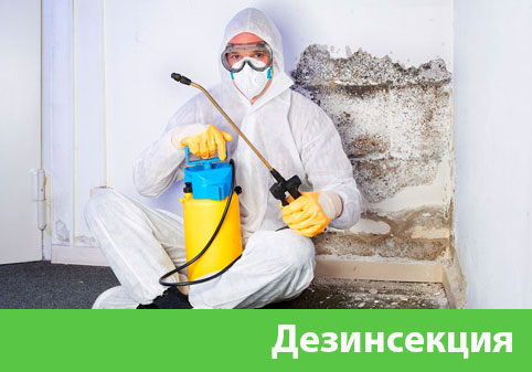 Дезинсекция в городе Владикавказ