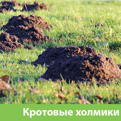 Кроты на участке в Владикавказе