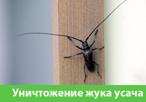 Обработка от жука усача в городе Владикавказ
