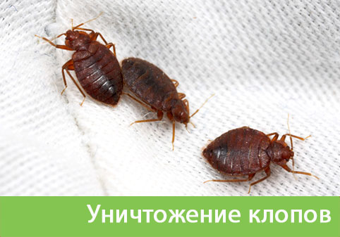 Уничтожение клопов в городе Владикавказ