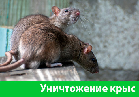 Уничтожение крыс в городе Владикавказ