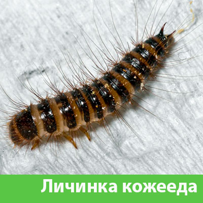Личинка Кожееда в Владикавказе