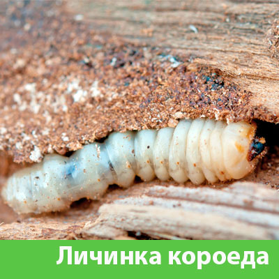 Уничтожение личинок короеда в Владикавказе