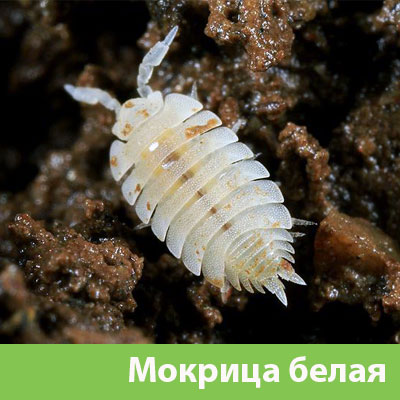 Мокрица в Владикавказе фото