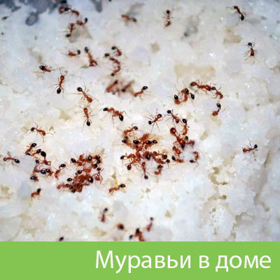 Муравьи в доме в Владикавказе