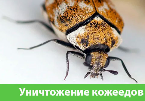 Обработка от кожееда в городе Владикавказ 