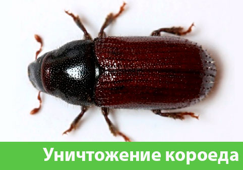 Обработка от короеда в городе Владикавказ