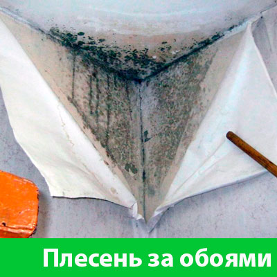 Удаление плесени в Владикавказе