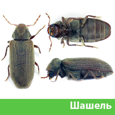Обработка от шашеля в городе Владикавказ