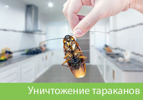 Уничтожение тараканов в городе Владикавказ