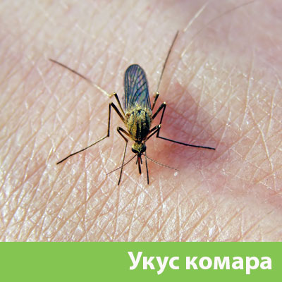 Укусы комаров в Владикавказе