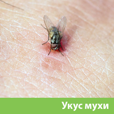 Уничтожение мух в Владикавказе
