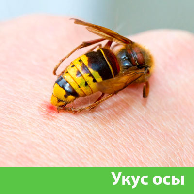 Профессиональное уничтожение ос и шершней в Владикавказе
