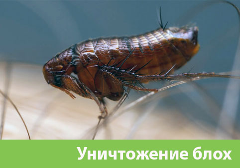 Уничтожение блох в городе Владикавказ