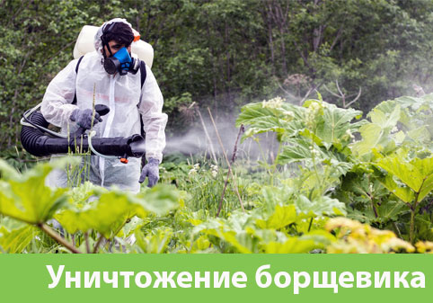 Уничтожение Борщевика в городе Владикавказ