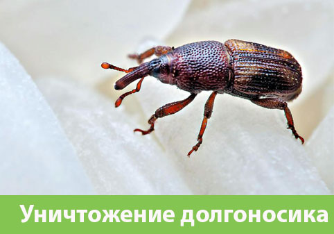 Уничтожение долгоносиков в городе Владикавказ