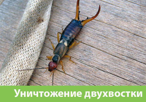 Уничтожение двухвостки в городе Владикавказ