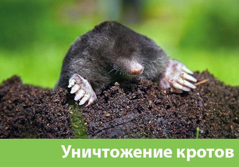 Уничтожение кротов в городе Владикавказ
