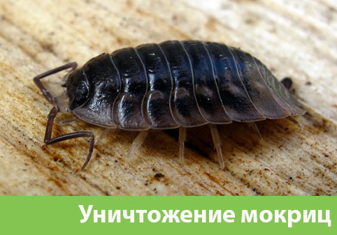 Мокрицы в квартире в городе Владикавказ