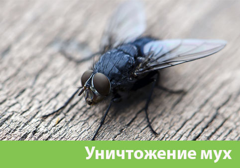 Уничтожение мух в городе Владикавказ