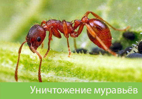 Уничтожение муравьёв в городе Владикавказ
