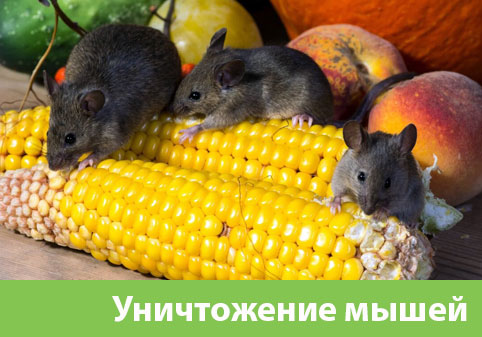 Уничтожение мышей в Владикавказе