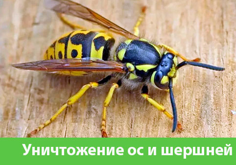 Уничтожение ос и шершней в городе Владикавказ